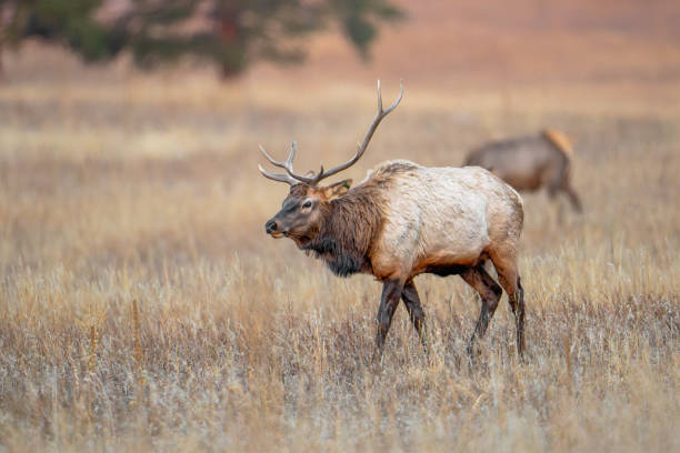 istock Bull Elk on patrol 2186857056