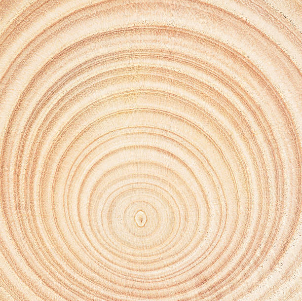 istock Cross section of a cut wood tree trunk slice with wavy pattern cracks and rings. Wood texture circles as background. 2186857754