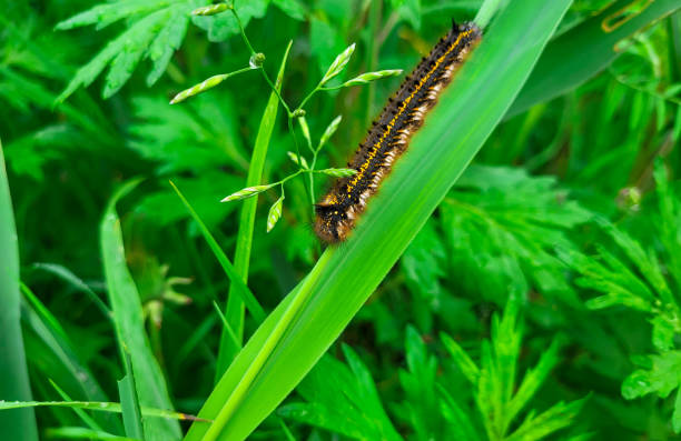 A brown striped caterpillar covered with hairs crawls on the green grass.