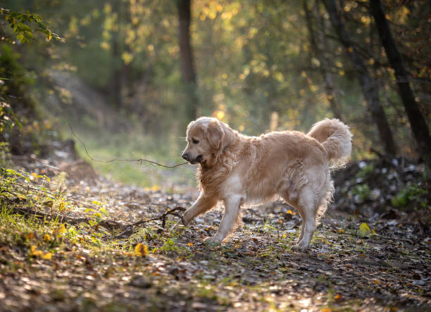 istock Golden Retriever Dog On A Walk 2186858172