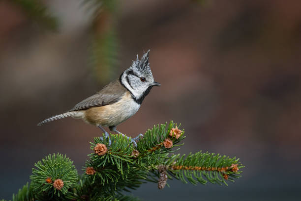 Beautiful European crested tit (Lophophanes cristatus)