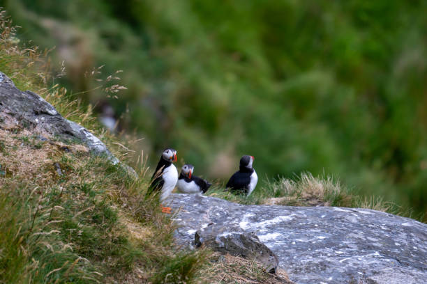 istock Atlantic Puffin in Natural Habitat 2186858581