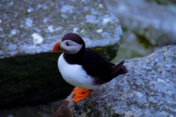 istock Atlantic Puffin in Natural Habitat 2186858720