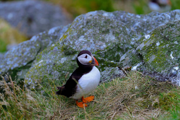 istock Atlantic Puffin in Natural Habitat 2186858723