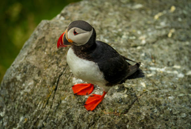istock Atlantic Puffin in Natural Habitat 2186858788