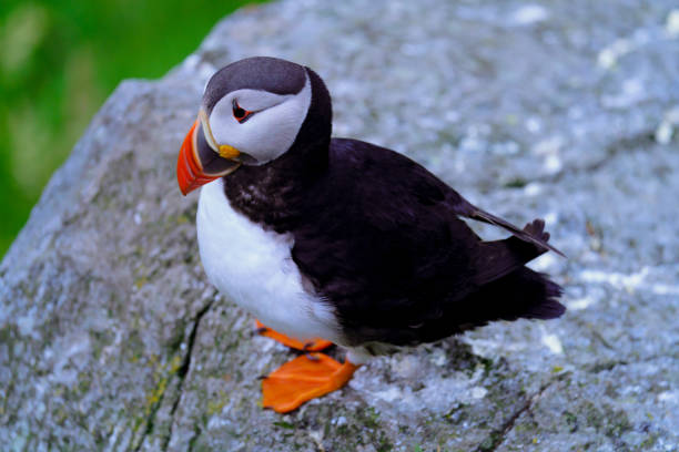 istock Atlantic Puffin in Natural Habitat 2186858796