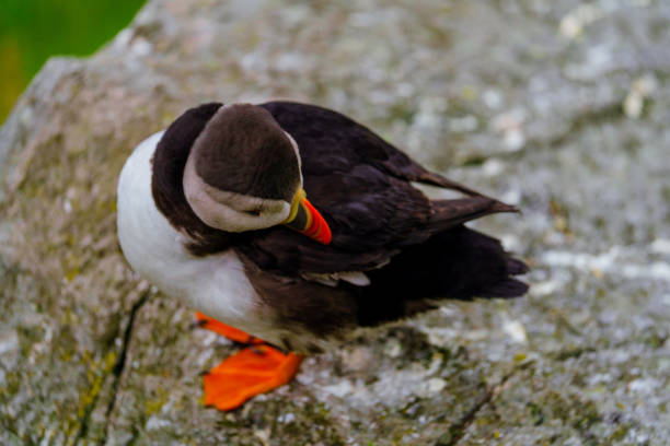 Close-up of an Atlantic Puffin perched on a moss-covered rock, surrounded by green vegetation