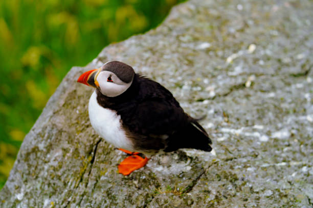 istock Atlantic Puffin in Natural Habitat 2186858828