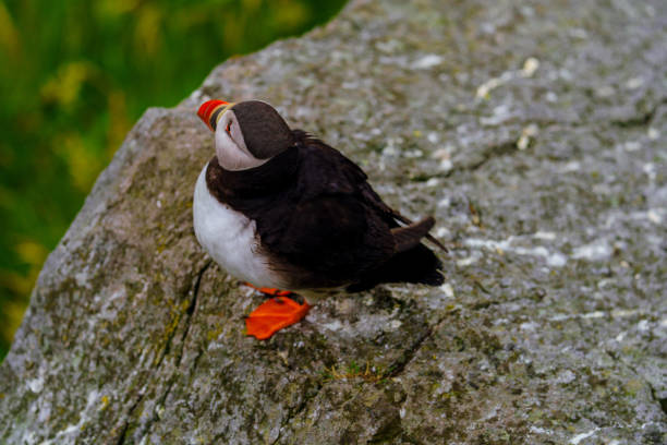istock Atlantic Puffin in Natural Habitat 2186858830