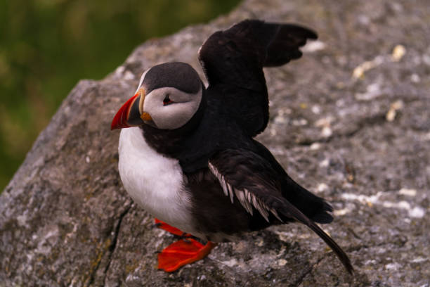 istock Atlantic Puffin in Natural Habitat 2186858839