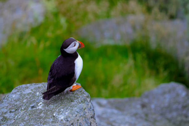 istock Atlantic Puffin in Natural Habitat 2186858885