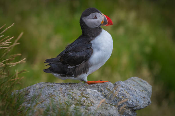 istock Atlantic Puffin in Natural Habitat 2186858991