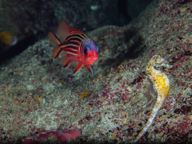 A seahorse and a squirrel fish Sargocentron rubrum behind a seahorse squirrel fish stock pictures, royalty-free photos & images
