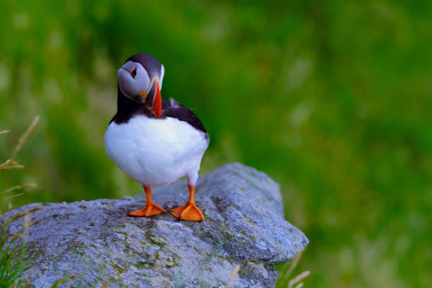 istock Atlantic Puffin in Natural Habitat 2186859273