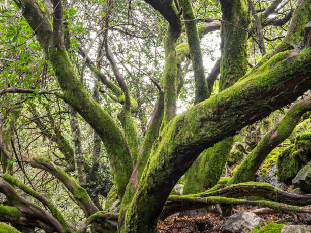istock Old trees covered in moss in autumn 2186859422