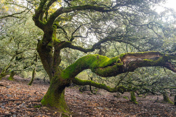 istock Old trees covered in moss in autumn 2186859432