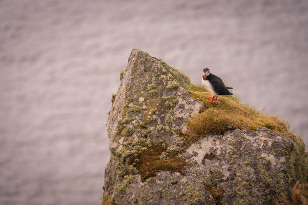 istock Atlantic Puffin in Natural Habitat 2186859600