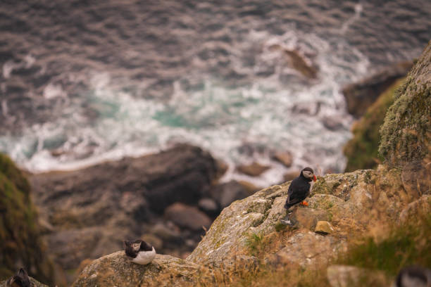 Close-up of an Atlantic Puffin perched on a moss-covered rock, surrounded by green vegetation