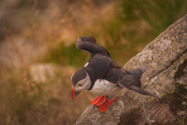 Close-up of an Atlantic Puffin perched on a moss-covered rock, surrounded by green vegetation