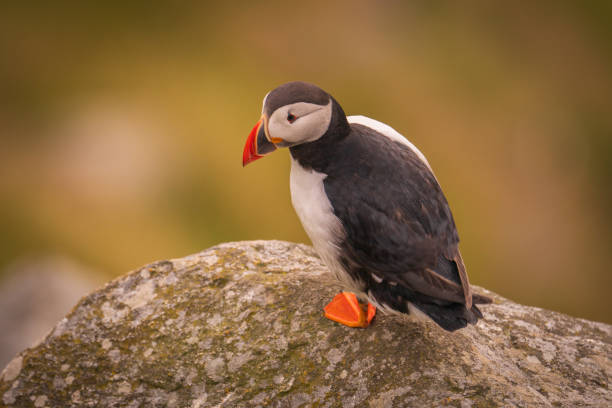 istock Atlantic Puffin in Natural Habitat 2186859691