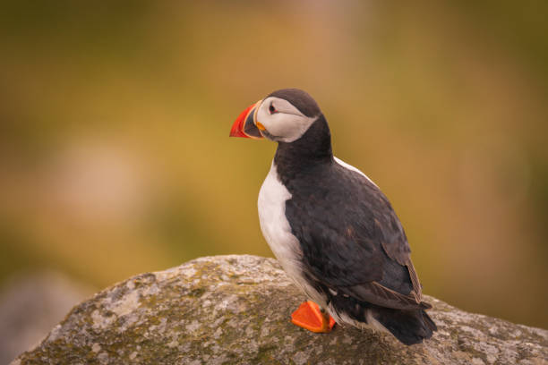 istock Atlantic Puffin in Natural Habitat 2186859747