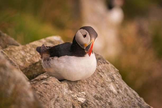 istock Atlantic Puffin in Natural Habitat 2186859877