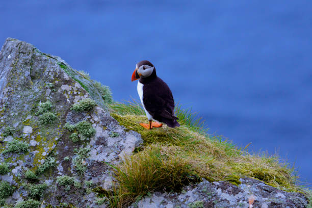 istock Atlantic Puffin in Natural Habitat 2186859895