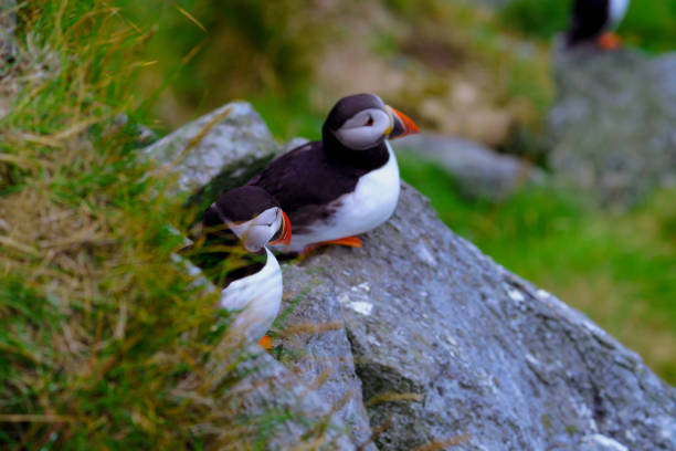 istock Atlantic Puffin in Natural Habitat 2186859945