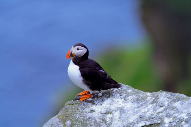 istock Atlantic Puffin in Natural Habitat 2186859952