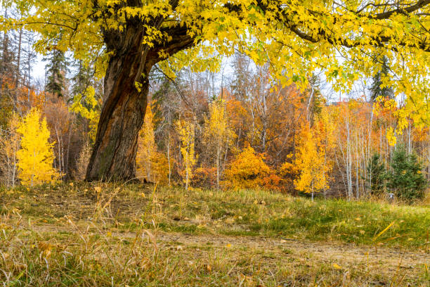 Landscape with maple tree canopy framing park trees in fall colors