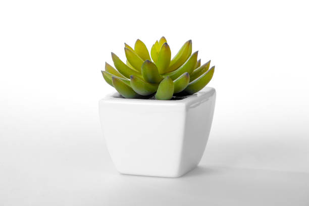 istock A small green plant cactus is sitting in a white ceramic pot 2186860998