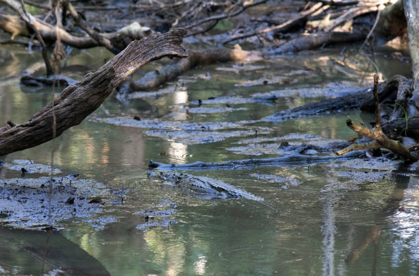 Alligators photographed at state park in Texas