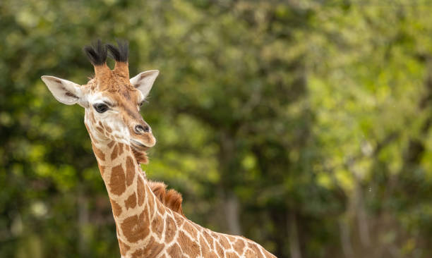 istock young Giraffe head and neck closeup portrait 2186861701