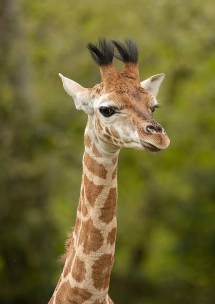 istock young Giraffe head and neck closeup portrait 2186861723