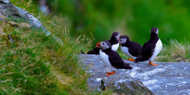 istock Atlantic Puffin in Natural Habitat 2186863094
