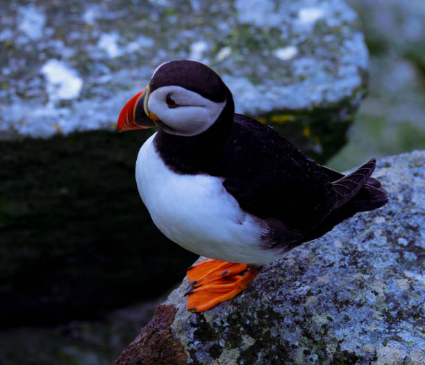 istock Atlantic Puffin in Natural Habitat 2186863204