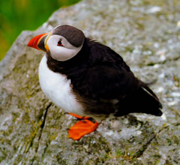 istock Atlantic Puffin in Natural Habitat 2186863230