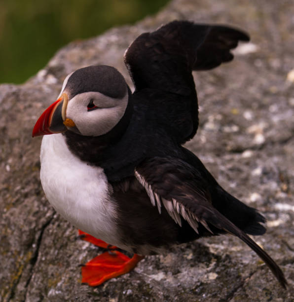 istock Atlantic Puffin in Natural Habitat 2186863236