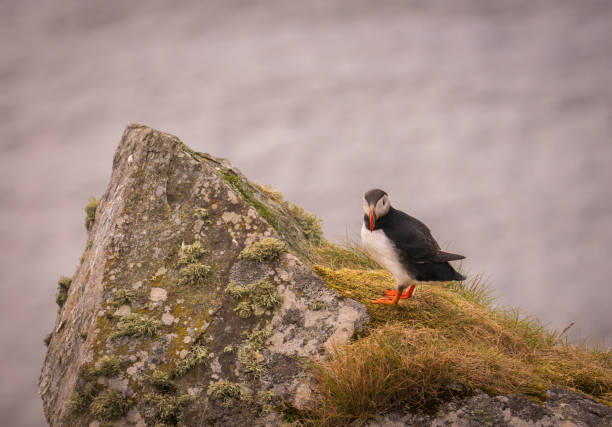 istock Atlantic Puffin in Natural Habitat 2186863344