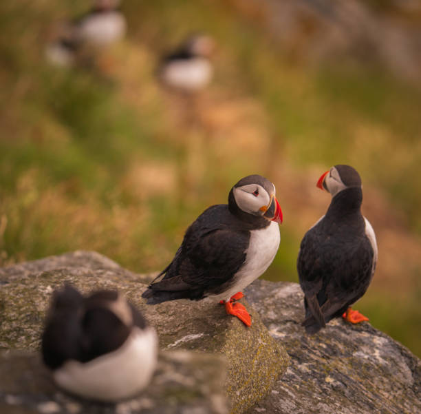 istock Atlantic Puffin in Natural Habitat 2186863366