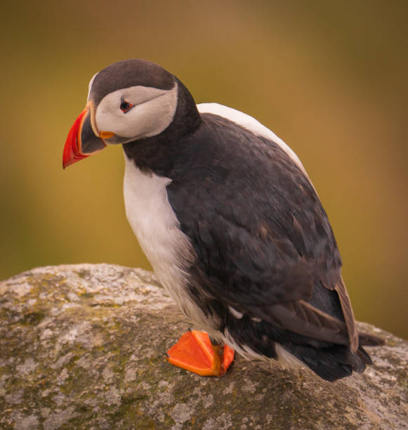 istock Atlantic Puffin in Natural Habitat 2186863396