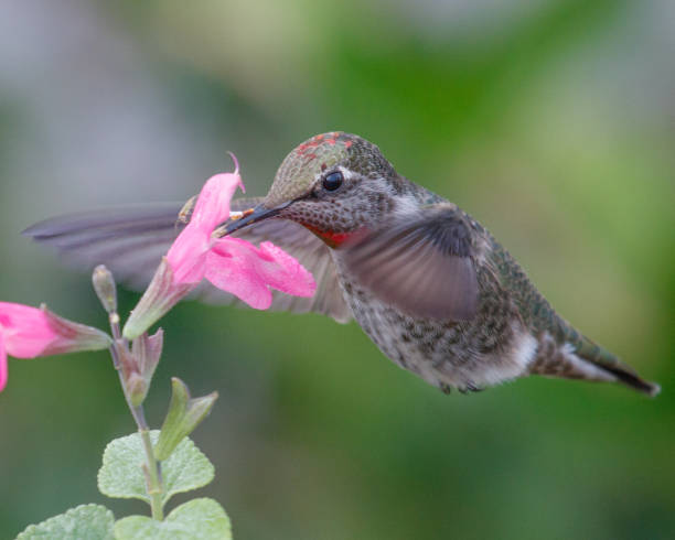 istock Anna's Hummingbird Hovering in a Garden 2186864887