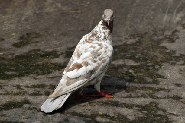 A pigeon standing on the ground looking to the camera