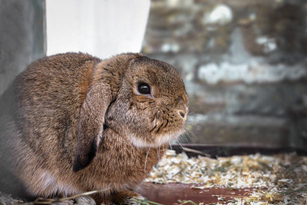 istock Close-up of adorable brown rabbit resting 2186866441