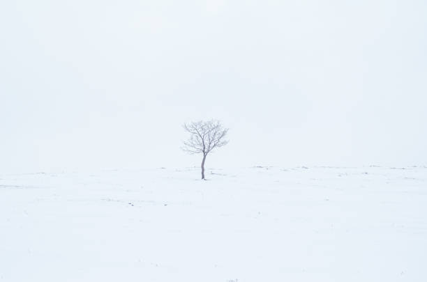 a small isolated oak tree in a snowy landscape in wintertime, background solitude concept