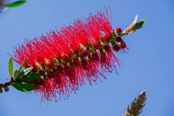 istock A red bottlebrush bush (Callistemon). Red flowers 2186868419