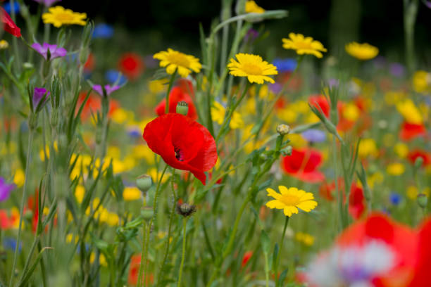 istock beautiful flowers growing on Confetti fields 2186868479