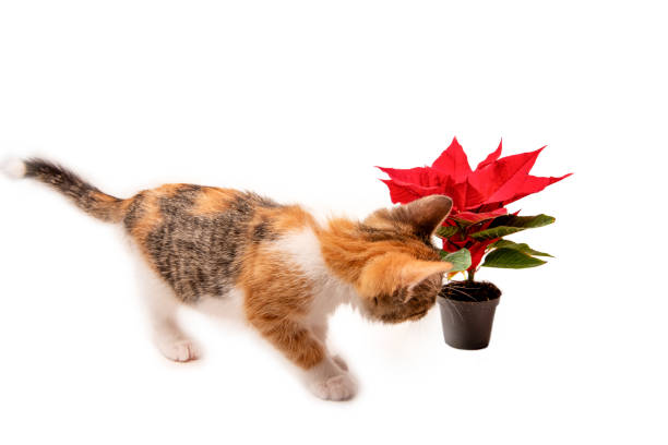 istock Curious Kitten Inspecting Potted Poinsettia on White Background 2186868925