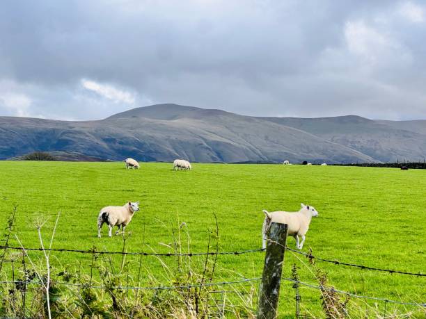 istock Lakeland Sheep on the Cumbrian Hills 2186870226