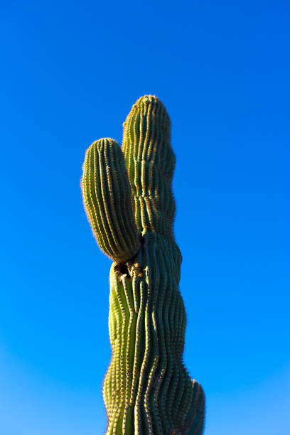 Arizona: Lone Saguaro, Blue Background, Close-Up Copy Space